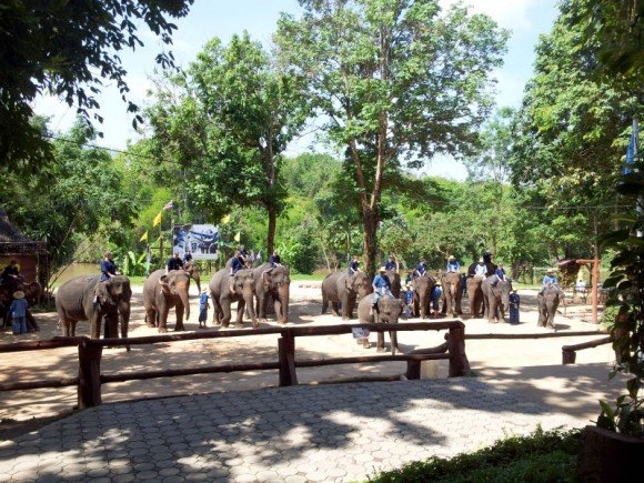Elephant Conservation Center and Elephant hospital in Lampang