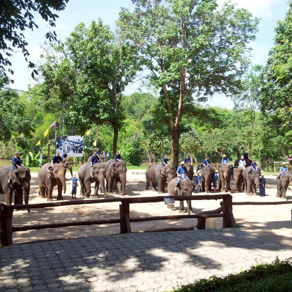Elephant Conservation Center and Elephant hospital in Lampang