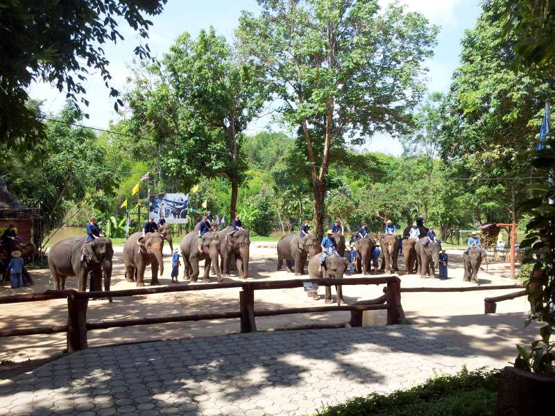 Elephant Conservation Center and Elephant hospital in Lampang
