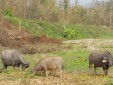 Mae Sariang buffalos